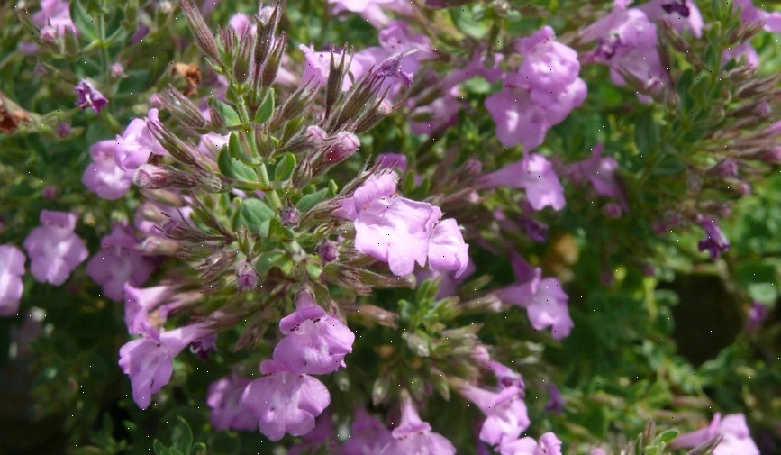 Czech herbal medicine plants