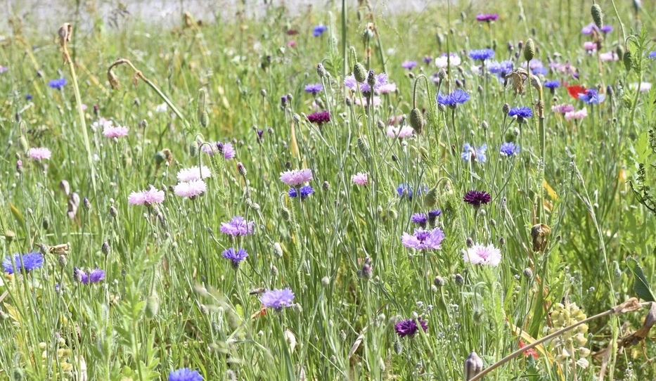 Czech meadow herbs wildflowers