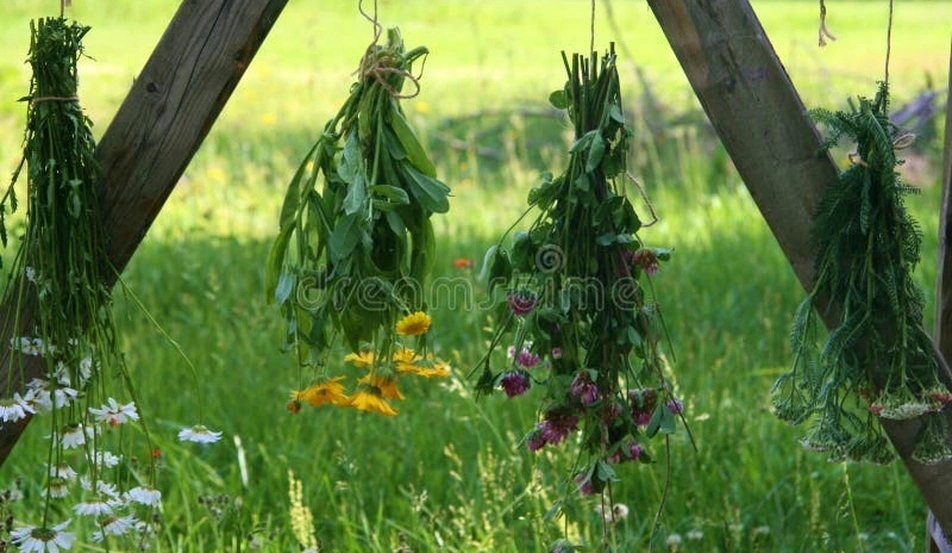 Medicinal plants Bohemian countryside