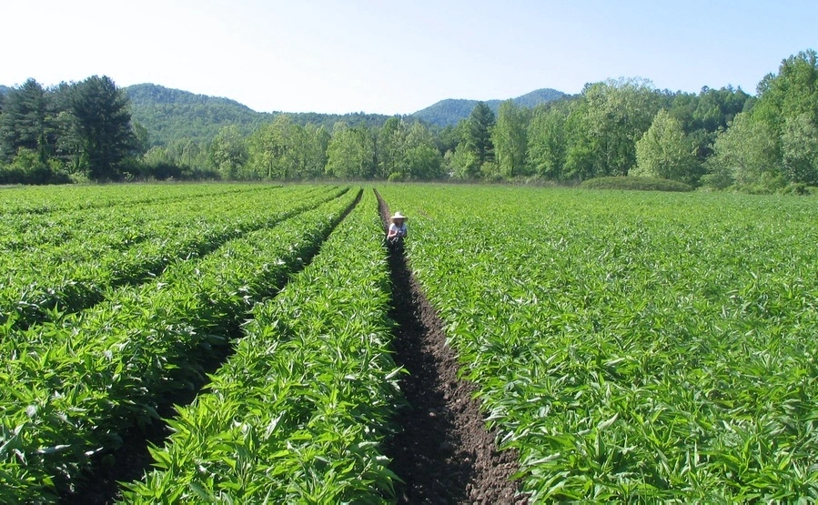 Organic medicinal herbs field