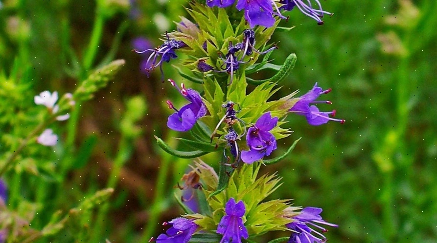Traditional healing herbs Europe